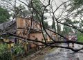 Pohon Tumbang di Jepara, Satu Orang Meninggal Dunia 17 Pohon Tumbang di Jepara, Satu Orang Meninggal Dunia