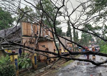 Pohon Tumbang di Jepara, Satu Orang Meninggal Dunia
