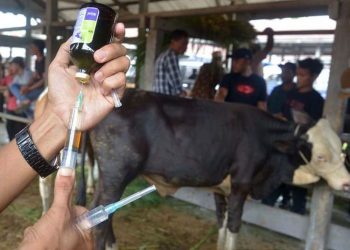 Cegah Penularan PMK, 500 Sapi di Salatiga Akan Divaksinasi