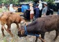 889 Sapi di Pati Kena PMK, Harganya Turun Drastis Hingga Rp 8 Juta 19 889 Sapi di Pati Kena PMK, Harganya Turun Drastis Hingga Rp 8 Juta