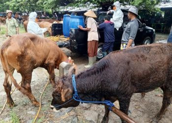 889 Sapi di Pati Kena PMK, Harganya Turun Drastis Hingga Rp 8 Juta
