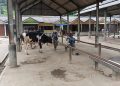 Imbas PMK, Jumlah Jual Beli Sapi di Pasar Hewan Ambarawa Semarang Menurun