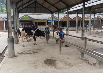 Imbas PMK, Jumlah Jual Beli Sapi di Pasar Hewan Ambarawa Semarang Menurun