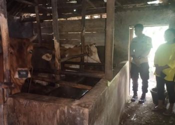 55 Sapi di Pekalongan Kena PMK, Lalu Lintas Ternak di Pasar Disebut Jadi Penyebab