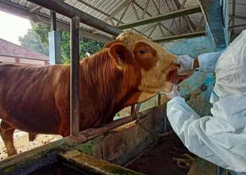 Jumlah PMK pada Sapi di Salatiga Bertambah, Lalin Perdagangan Ternak Diawasi Ketat