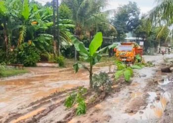 Perbaikan Tunggu SEB, Jalan Tayu-Dukuhseti Pati Diprotes dengan Ditanami Pohon Pisang