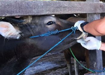 29 Sapi Kena Virus PMK di Demak, Terbanyak di Karangawen