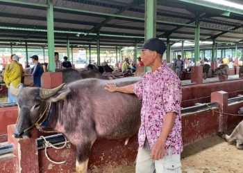 Terancam Gulung Tikar Karena PMK, Peternak di Kudus Harap Bantuan Pemerintah