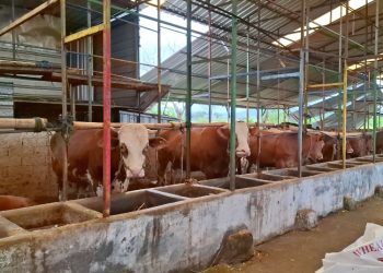 Cegah PMK, Pemkab Semarang Akan Vaksin Ribuan Sapi Serentak pada Februari