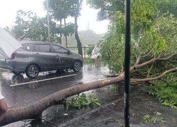 Kota Semarang Dilanda Cuaca Ekstrem, Satu Rumah Roboh dan Pohon Tumbang di Beberapa Titik
