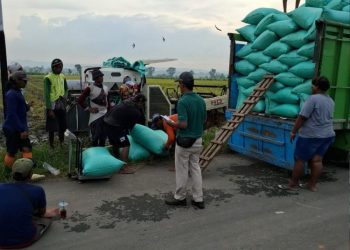 Gabah Petani di Pati Diserap Tengkulak Diatas HPP Rp 6.500, Bulog Beri Respon