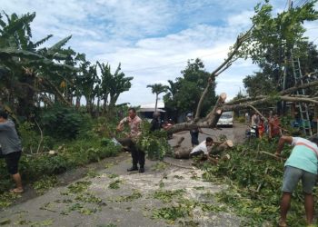 Tertimpa Pohon Tumbang di Jalan Bapoh-Tlogowungu Pati, Warga Sukoharjo Meninggal