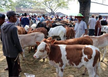 Meski Sempat Dilanda PMK, Populasi Sapi di Blora Alami Kenaikan