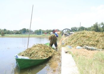 Gagal Panen Akibat Banjir, Bulog Pati Sebut Bisa Pengaruhi Harga Gabah