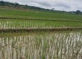 Antisipasi Kerugian Akibat Cuaca Ekstrem, Petani di Jateng Diimbau Panen Lebih Awal 17 Antisipasi Kerugian Akibat Cuaca Ekstrem, Petani di Jateng Diimbau Panen Lebih Awal