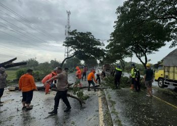 Dua Pohon Trembesi Ukuran Besar Tumbang di JLS Pati Akibat Hujan Deras