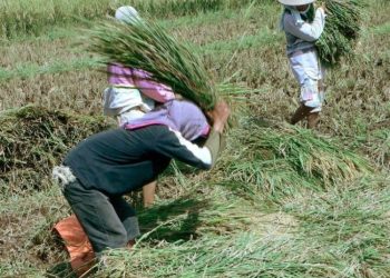 HPP Gabah Kering di Salatiga Rp 6.500, Petani Diimbau Jual ke Penggilingan
