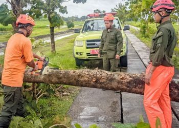 Sejumlah Pohon Tumbang Akibat Angin Kencang di Grobogan Tutup Akses Jalan