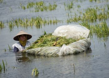 Banjir di Sukolilo Pati Rendam Rumah dan Sawah, Petani Gagal Panen