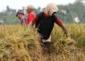 Harga Gabah Rp 6.500 Berlaku Tanpa Syarat Kualitas, Ini Penjelasan DKPP Pekalongan 17 Harga Gabah Rp 6.500 Berlaku Tanpa Syarat Kualitas, Ini Penjelasan DKPP Pekalongan