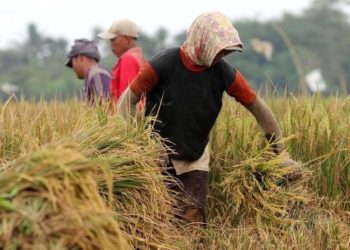 Harga Gabah Rp 6.500 Berlaku Tanpa Syarat Kualitas, Ini Penjelasan DKPP Pekalongan