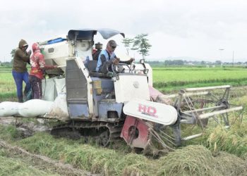 Luas Tanam Padi di Pati Ditarget Capai 108.000 Hektar Tahun Ini
