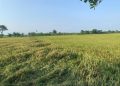 Dukung Swasembada Pangan, DPRD Pati Minta Pemerintah Serap Gabah Petani 16 Dukung Swasembada Pangan, DPRD Pati Minta Pemerintah Serap Gabah Petani