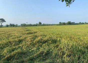 Dukung Swasembada Pangan, DPRD Pati Minta Pemerintah Serap Gabah Petani