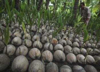 Dewan Minta Pemkab Pati Terus Beri Pendampingan Petani Kelapa Kopyor