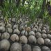 Dewan Minta Pemkab Pati Terus Beri Pendampingan Petani Kelapa Kopyor 8 Dewan Minta Pemkab Pati Terus Beri Pendampingan Petani Kelapa Kopyor