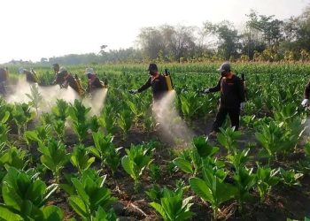 Rp 4 Miliar DBHCHT Blora Akan Dipakai untuk Peningkatan Kualitas Tembakau