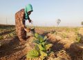 DBHCH Pati Meningkat Jadi Rp 6 Miliar, Jumlah Sasaran Capai 5.397 Petani Tembakau 18 DBHCH Pati Meningkat Jadi Rp 6 Miliar, Jumlah Sasaran Capai 5.397 Petani Tembakau