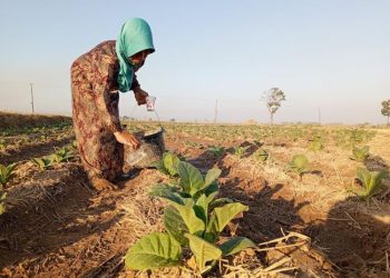 DBHCH Pati Meningkat Jadi Rp 6 Miliar, Jumlah Sasaran Capai 5.397 Petani Tembakau