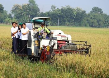 Panen Raya di Kudus Diperkirakan Alami Surplus Hingga 100 Ton Gabah