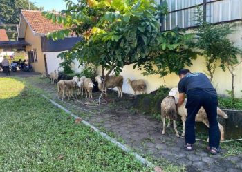Curi 8 Kambing Milik Warga Mejobo Kudus, Tiga Pria Ditahan Polisi