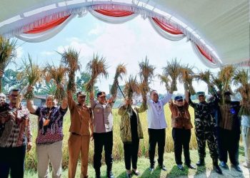 Masuk Daerah Lumbung Pangan Nasional, Grobogan Ikut Panen Raya Serentak
