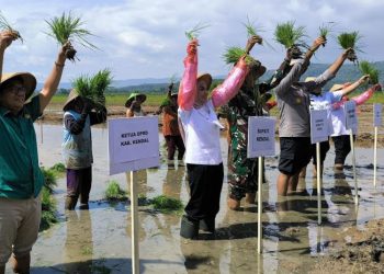 43 Ribu Hektar Lahan di Kendal Ditarget Akan Ditanami Padi dalam 3 Musim Tanam