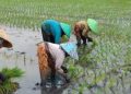 Petani Pati Diimbau Tak Tanam Padi Jelang Kemarau, Dewan Sarankan Tanam Palawija 13 Petani Pati Diimbau Tak Tanam Padi Jelang Kemarau, Dewan Sarankan Tanam Palawija
