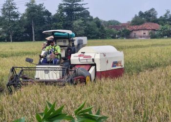 Tak Semua Jenis Padi di Kudus Diserap Bulog, Ini Kata Dispertan