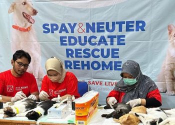 Tekan Angka Populasi, Kucing Liar di Kudus Disterilisasi Massal