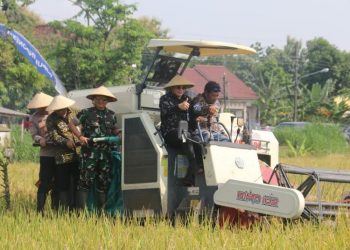 Panen Raya Serentak, Bupati Pati Sudewo Apresiasi Petani di Desa Tendas Tayu