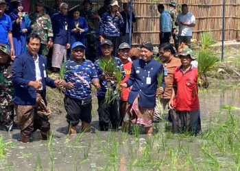 Swasembada Pangan Kudus Dipusatkan di Pladen, 51 Hektar Lahan Ditanami Padi