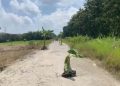 Jalan Rusak di Jiken Blora Ditanami Pohon Pisang, Personel Polisi Diterjunkan 19 Jalan Rusak di Jiken Blora Ditanami Pohon Pisang, Personel Polisi Diterjunkan