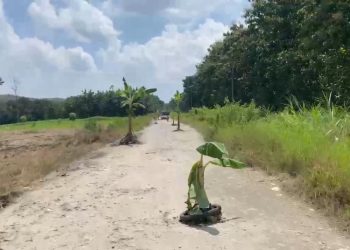Jalan Rusak di Jiken Blora Ditanami Pohon Pisang, Personel Polisi Diterjunkan