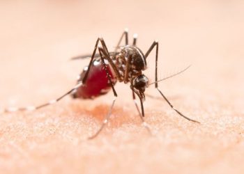 Anggota DPRD Pati Imbau Masyarakat Waspada Penyebaran Penyakit Chikungunya