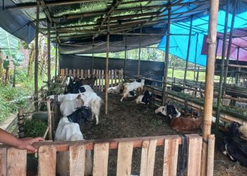 Jelang Idul Adha, Lapak Hewan Kurban di Bojong Pekalongan Diserbu Pembeli