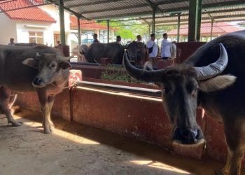 Ribuan Kerbau dan Kambing untuk Kurban di Kudus Dipastikan Bebas PMK