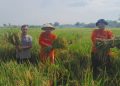Petani Pati Sukses Capai Target Produksi Padi 10 Ton Per Hektar