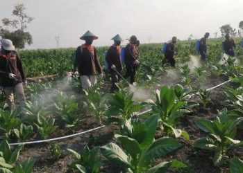 Bantuan DBHCHT Blora Senilai Rp 4 Miliar Hanya Sasar Buruh Petani Tembakau