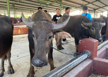 Harga Masih Stabil, Penjualan Hewan Kurban di Kudus Masih Lesu Jelang Iduladha